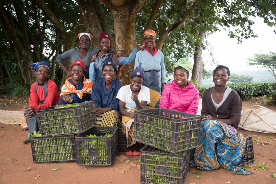 Rich Pu'er - A Tea Tale of Two Africas